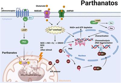 The old second messenger cAMP teams up with novel cell death mechanisms: potential translational therapeutical benefit for Alzheimer’s disease and Parkinson’s disease